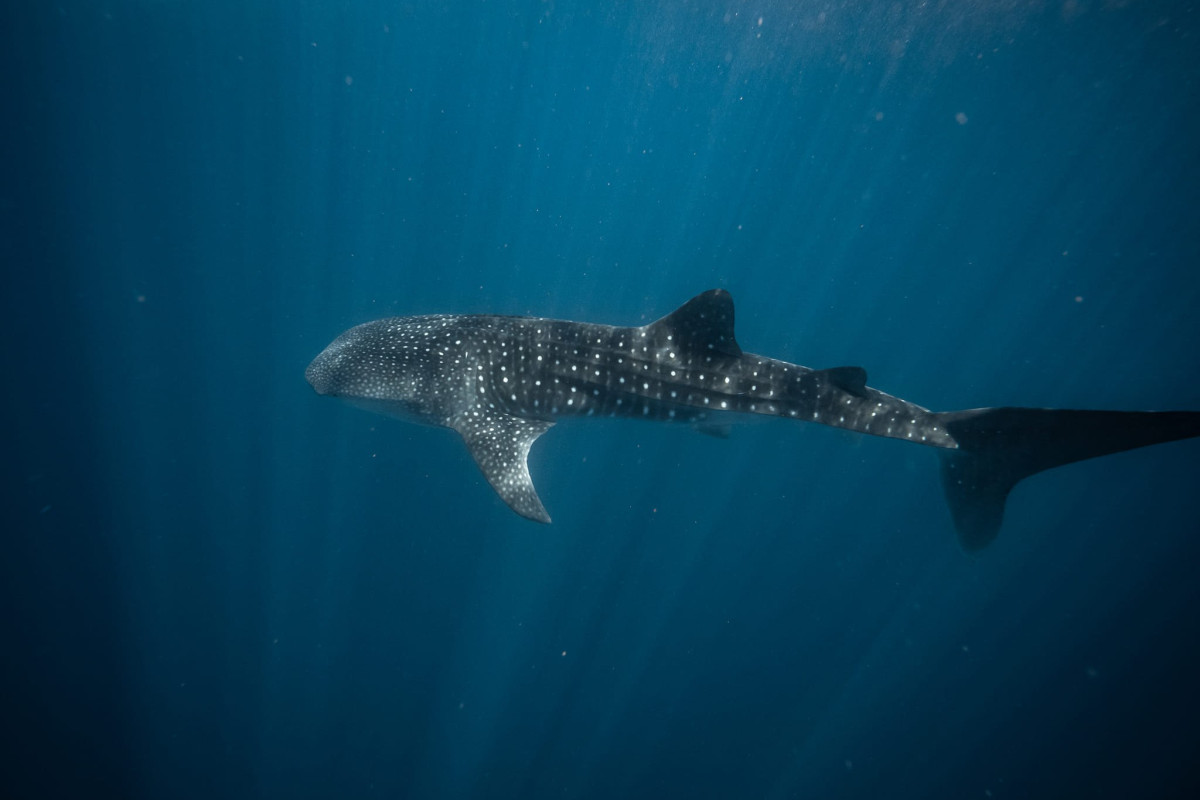 Whaleshark Exmouth